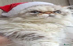 Persian cats for sale: Lovely Persian kitten  - Image 1