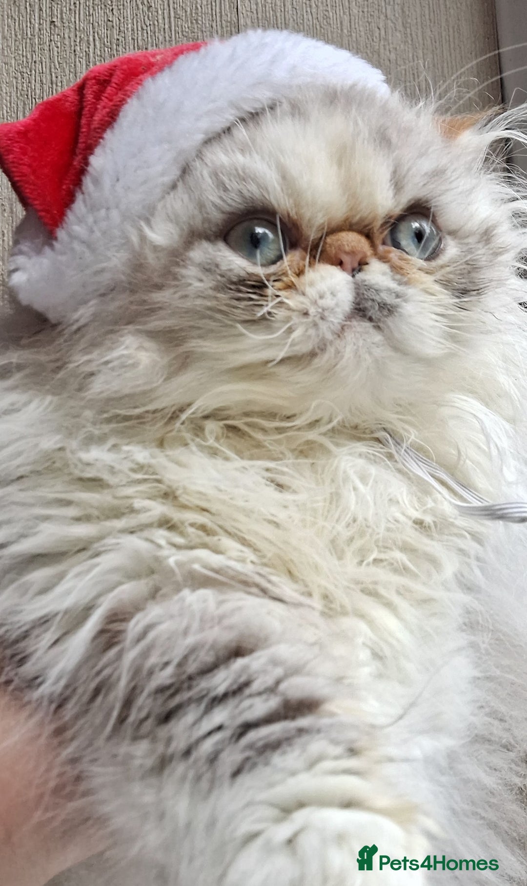 Persian cats for sale: Lovely Persian kitten  - Image 1