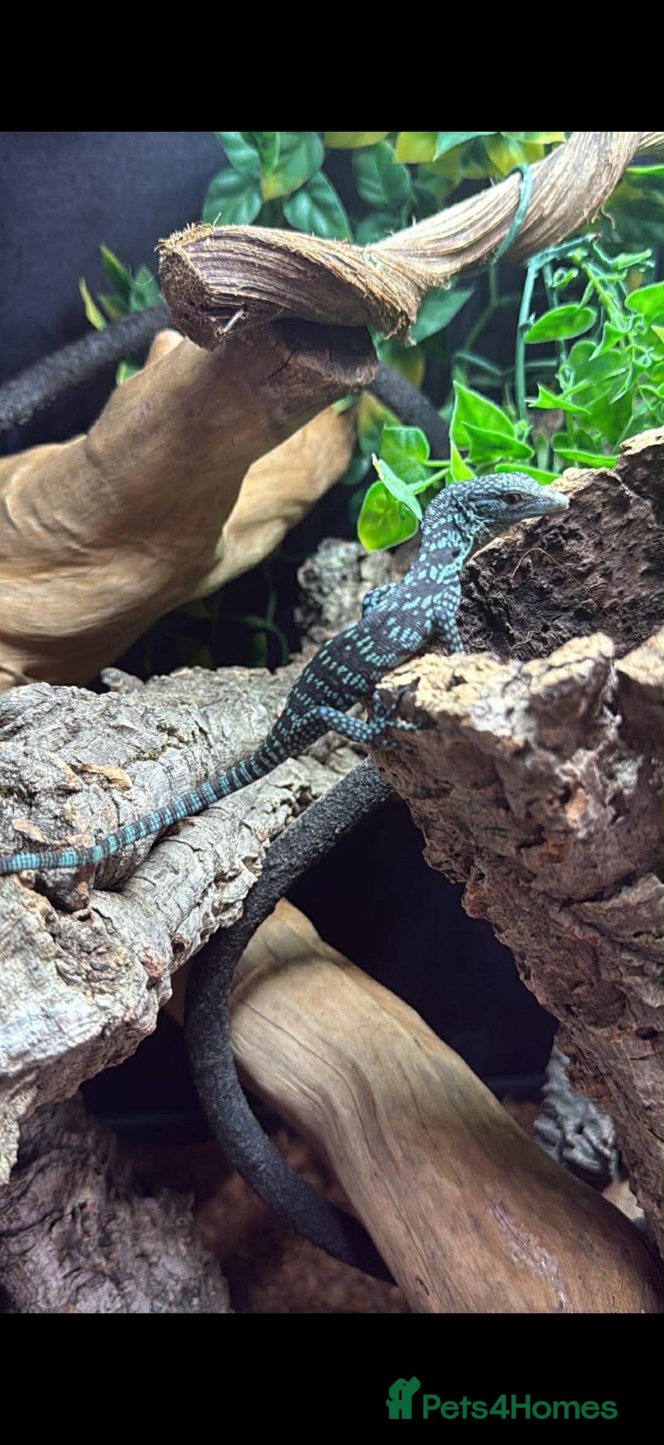 Monitor reptiles Blue tree montor  - Advert 1