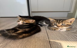Mixed Breed cats for sale: Kittens - Image 5