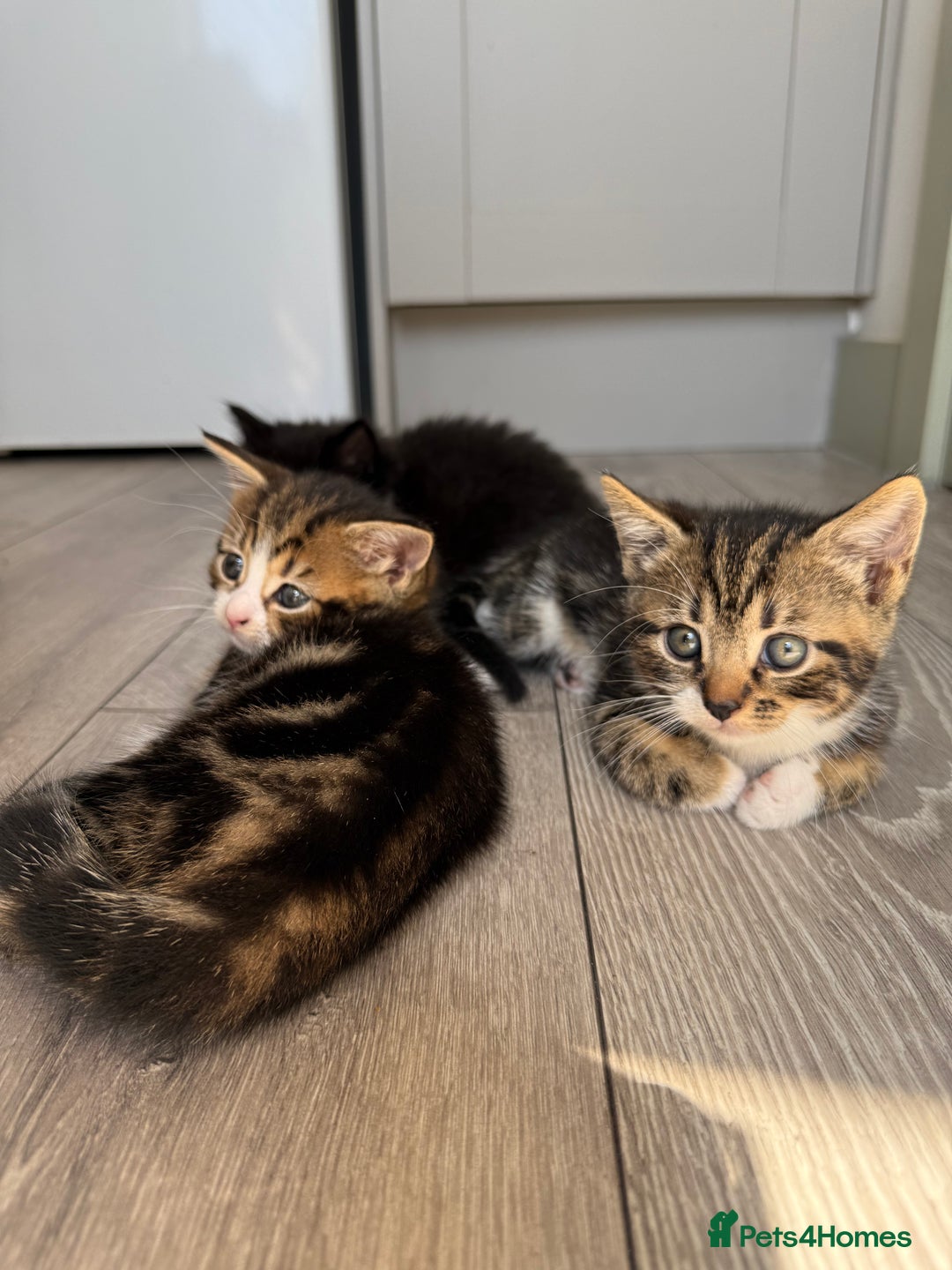 Mixed Breed cats for sale: Kittens - Image 5