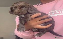 Cockapoo dogs for sale: Beautiful Cockerpoo puppies - Image 8