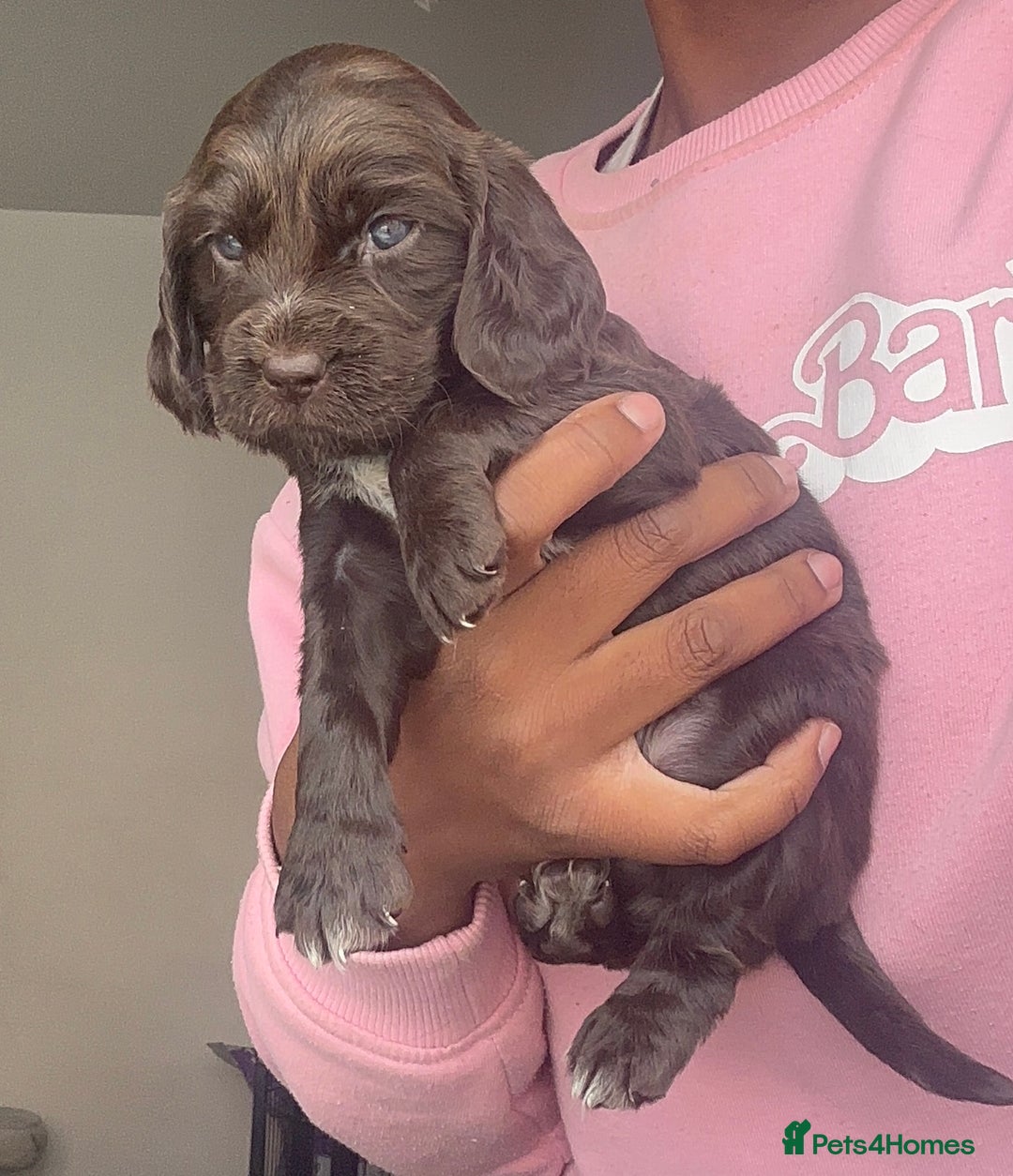 Cockapoo dogs for sale: Beautiful Cockerpoo puppies - Image 8