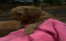 Cockapoo dogs for sale: Cockapoo F1B puppies - Advert 4