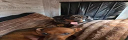 Miniature Dachshund dogs for sale: MINI DACHSHUNDS 2 FIND THEIR FOREVER HOME - Advert 2