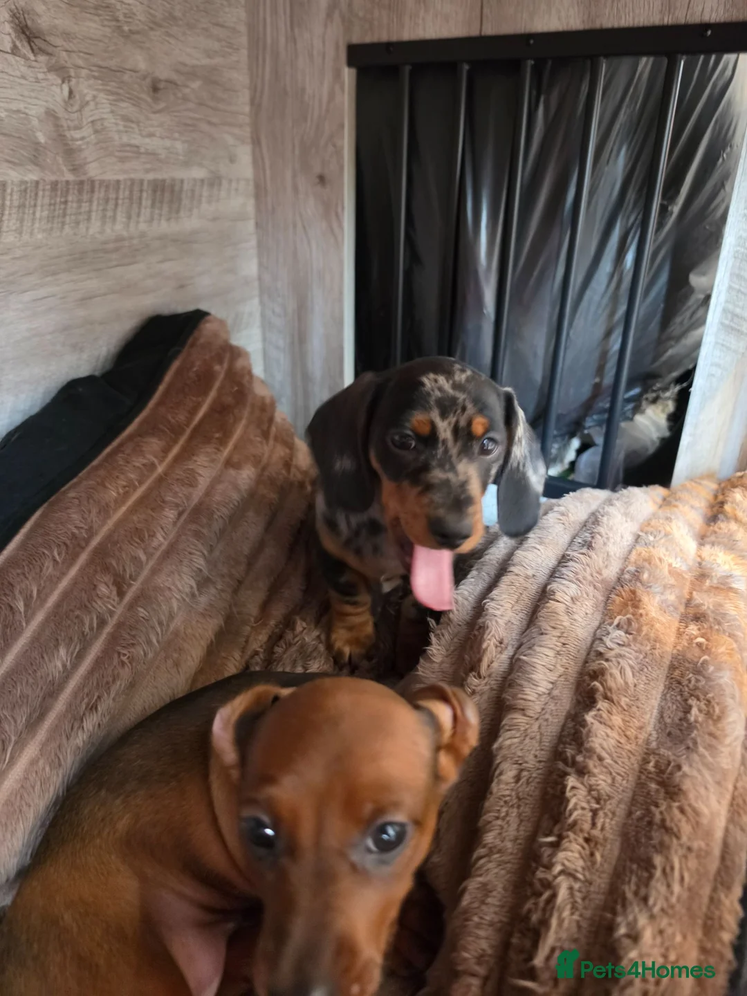 Miniature Dachshund dogs for sale: MINI DACHSHUNDS 2 FIND THEIR FOREVER HOME - Advert 2