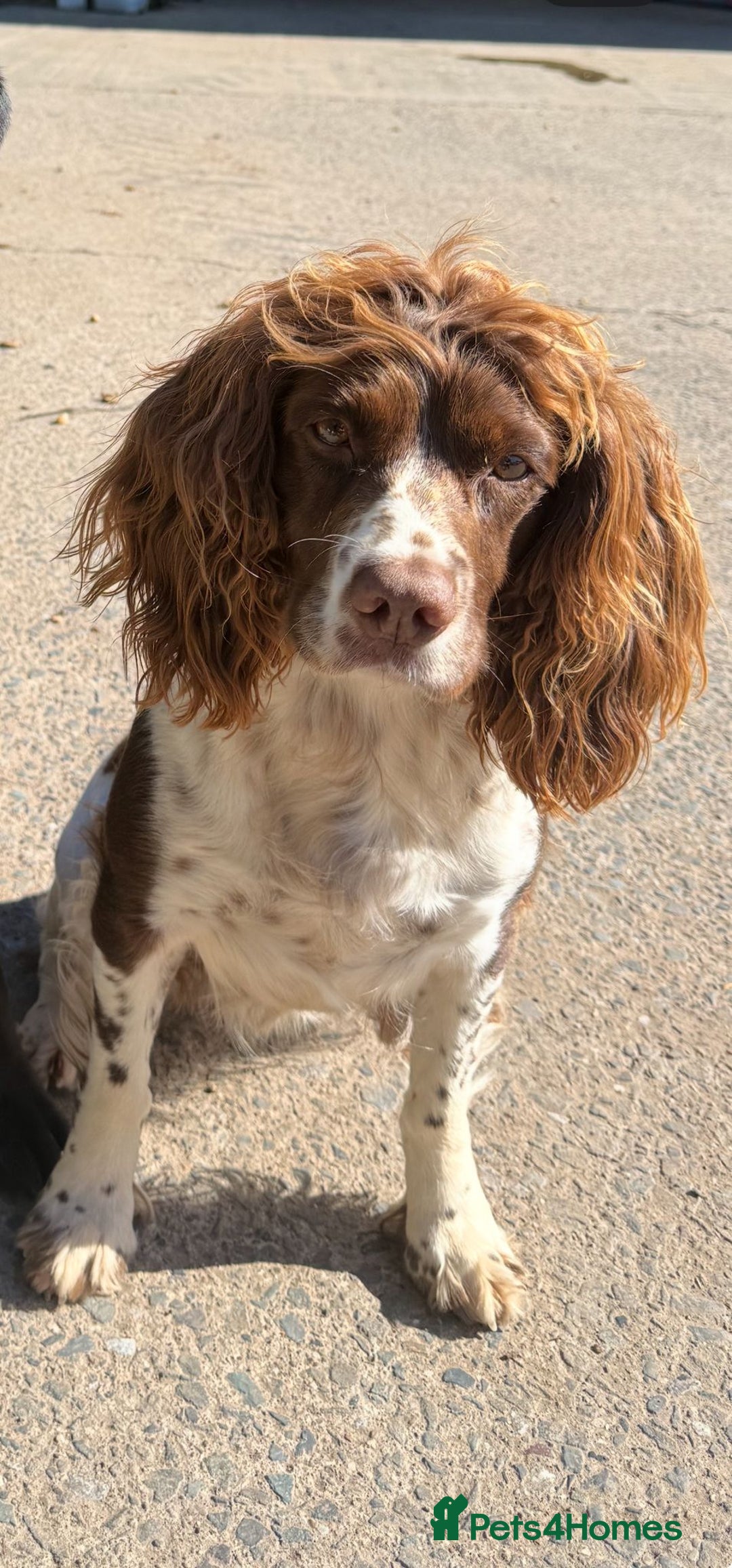 English Springer Spaniel dogs for sale: Kc Registered English Springer Spaniels for sale.  - Advert 6