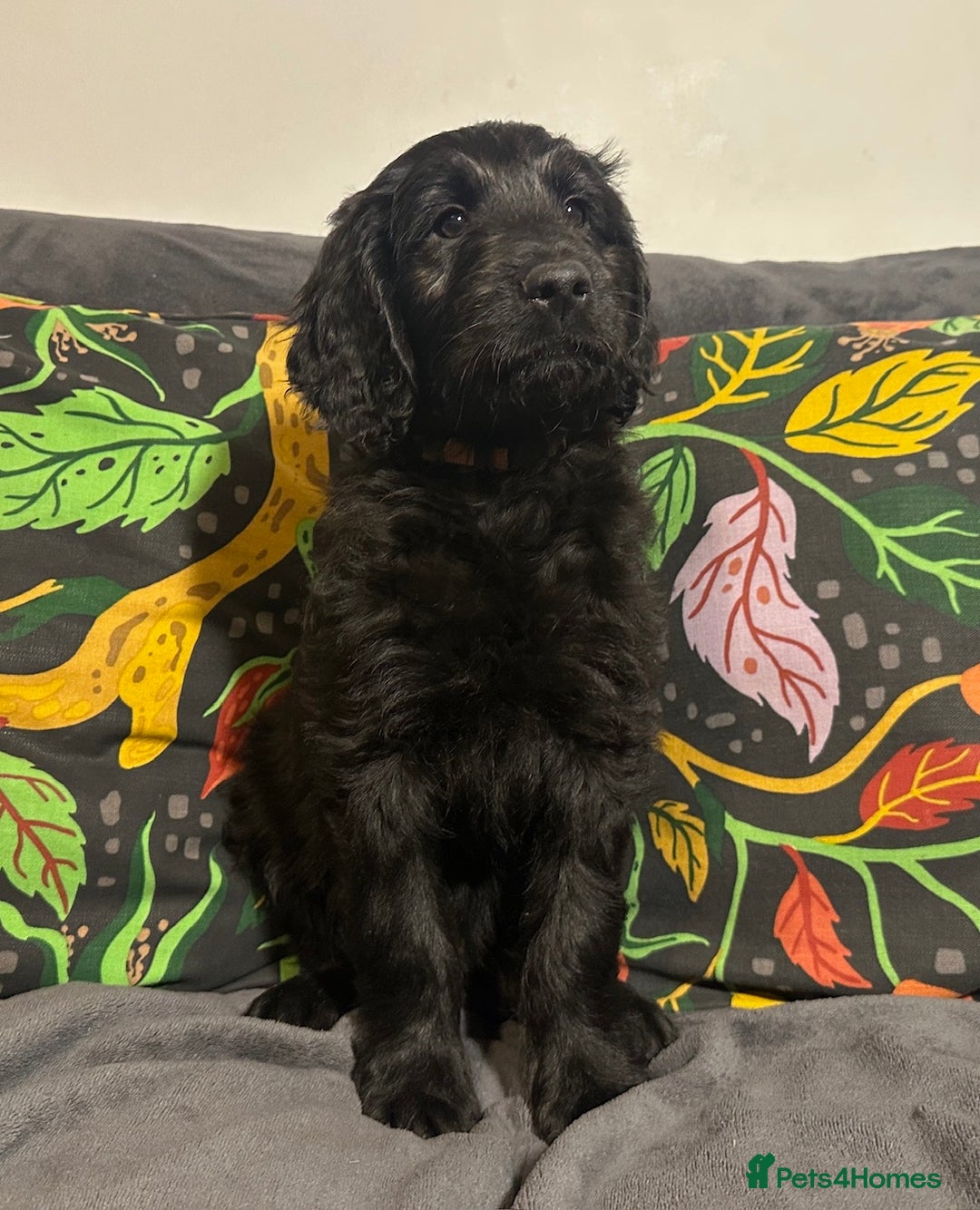 Goldendoodle dogs for sale: Black Phantom Goldendoodles Ready For A New Home! - Advert 36