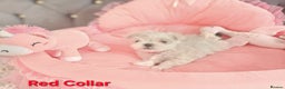 Maltese dogs for sale: 4 Exceptional Maltese Girl Puppies**KC REGISTER** - Advert 10
