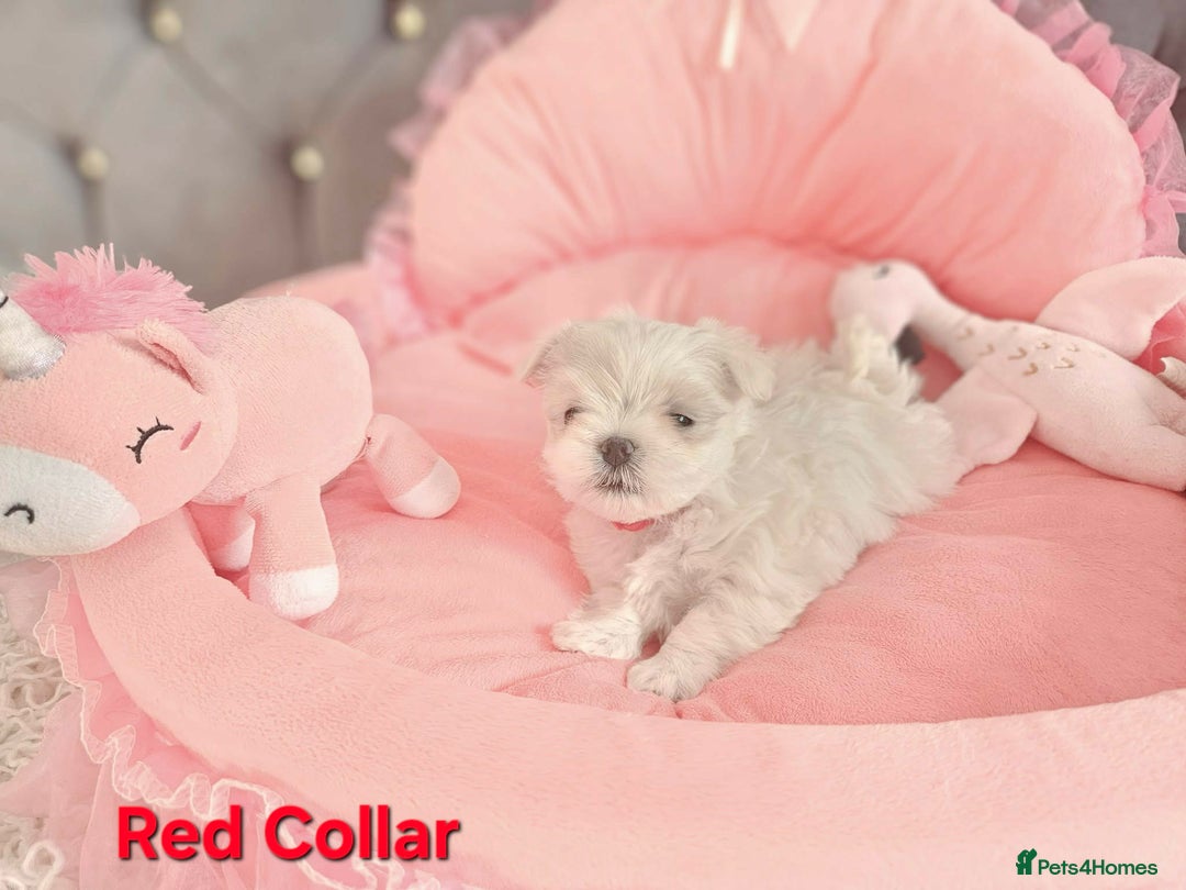 Maltese dogs for sale: 4 Exceptional Maltese Girl Puppies**KC REGISTER** - Advert 10