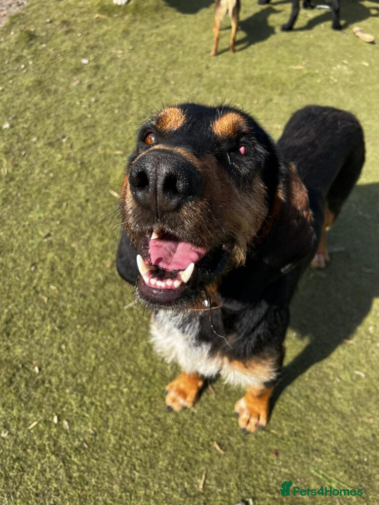 Mixed Breed dogs Nigiri in Frinton-on-Sea - Advert 24