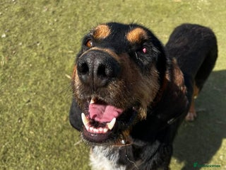 Mixed Breed dogs in Frinton-on-Sea - Advert 1