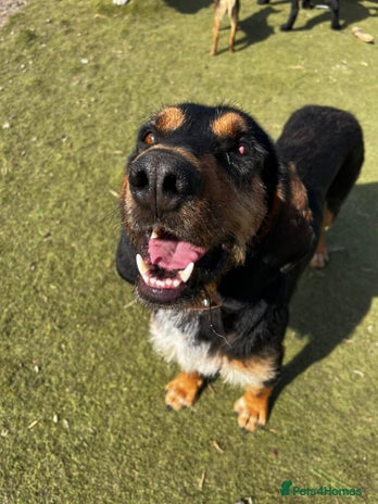 Mixed Breed dogs Nigiri in Frinton-on-Sea - Advert 18