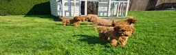 Miniature Poodle dogs for sale: Pure KC miniature poodles ready now! - Advert 6