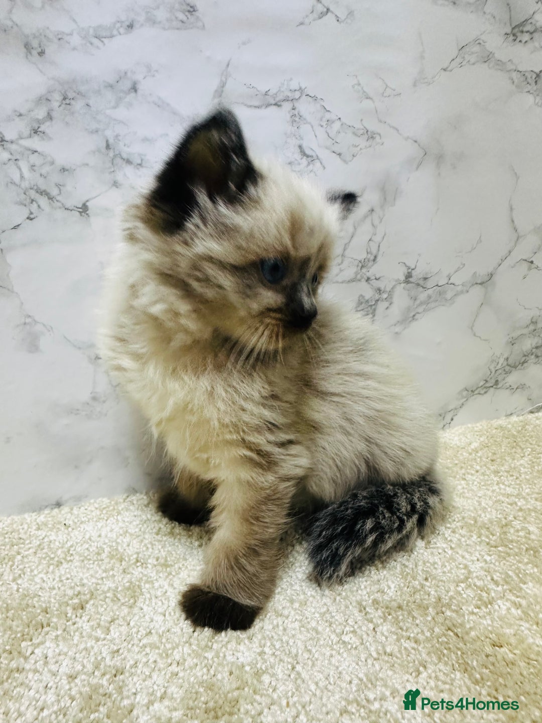 Ragdoll cats for sale: Pure Beautiful Ragdoll Kittens  - Advert 12