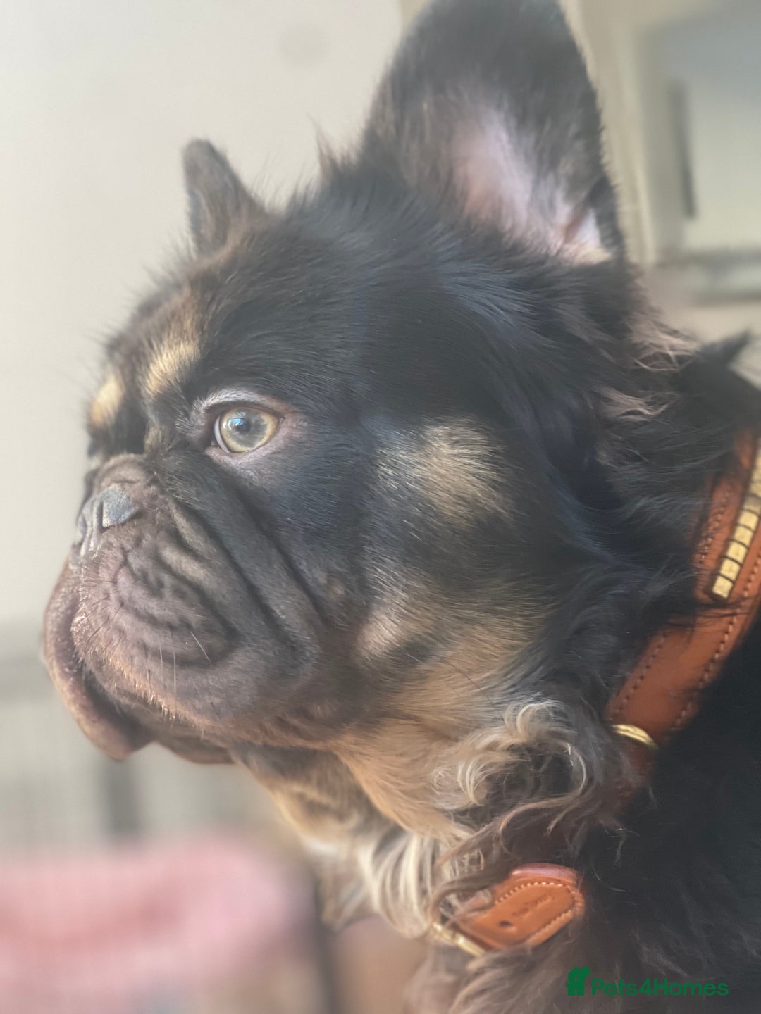 French Bulldog dogs for stud: PROVEN STUD Louis Isabella, Rojo Visual Fluffy in London - Advert 1