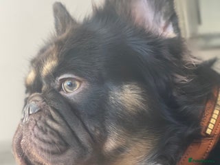 French Bulldog dogs in London - Advert 20