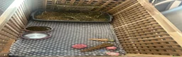 Mixed Breed rabbits for sale: Lop rabbit  in Johnstone - Advert 6