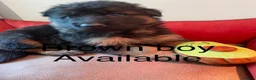 German Shepherd dogs for sale: Long haired German shepherd puppies  in Stoke-on-Trent - Advert 2