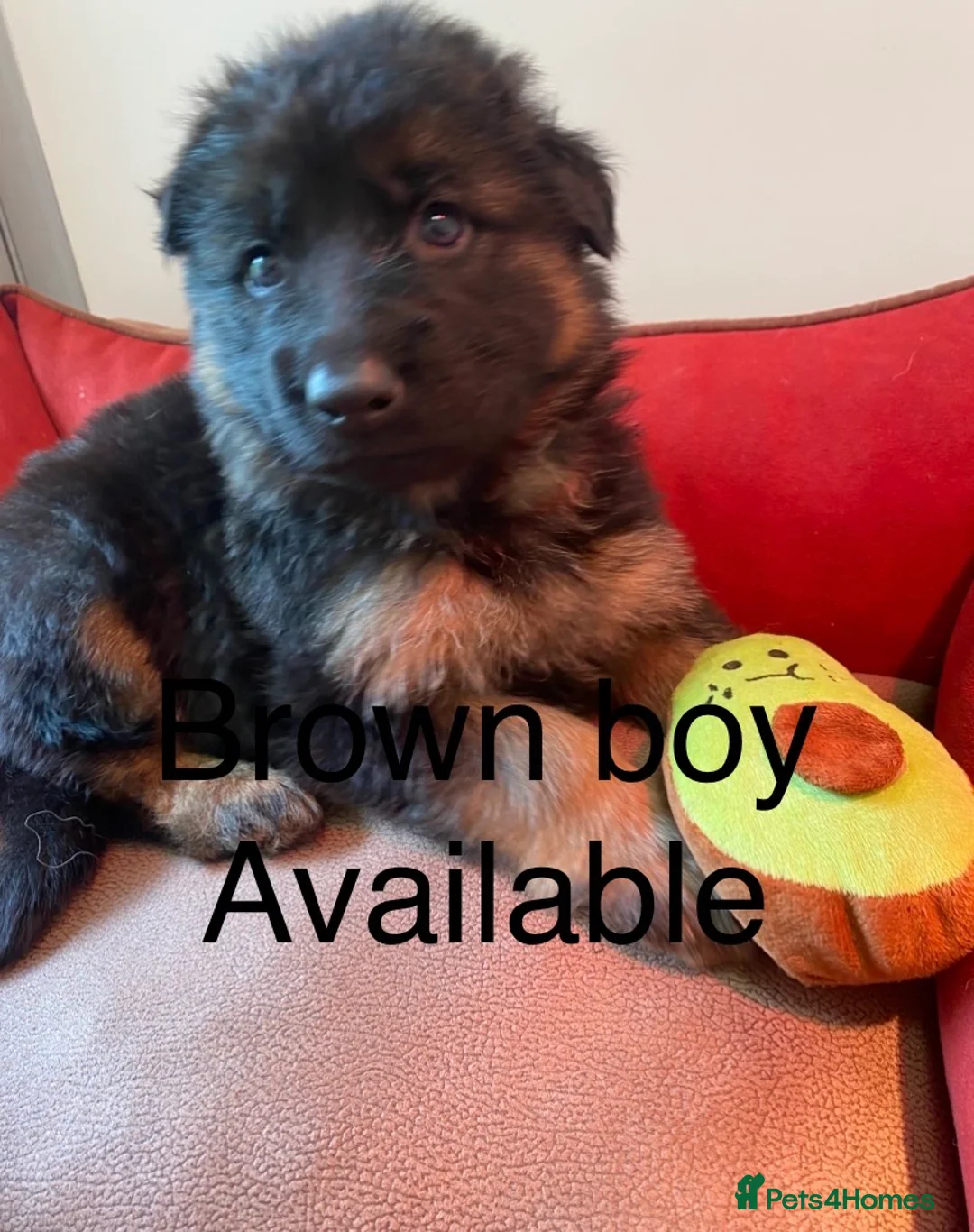 German Shepherd dogs for sale: Long haired German shepherd puppies  in Stoke-on-Trent - Advert 2
