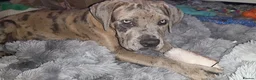 Mixed Breed dogs for sale: Neapolitan mastiff x cane corso pup - Advert 8