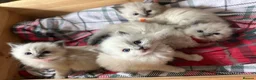 Ragdoll cats for sale: Pure blue point ragdoll kittens  - Advert 6