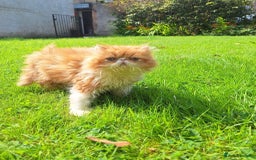 Persian cats for sale: Adorable Pure persian kitten  - Image 13