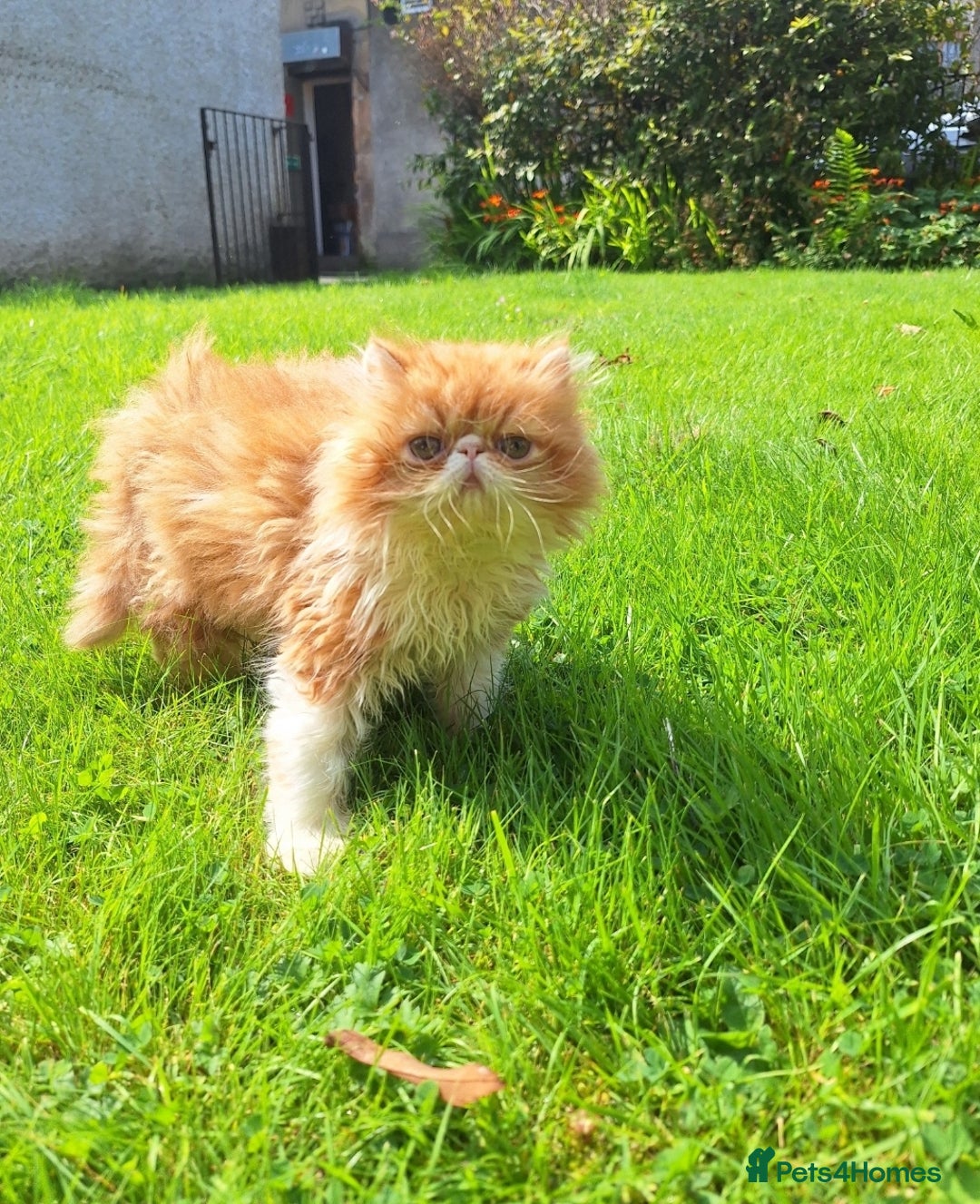 Persian cats for sale: Adorable Pure persian kitten  - Image 13