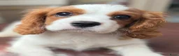 Cavalier King Charles Spaniel dogs for sale: Very active and super sweet boy is ready to go - Advert 9