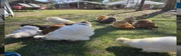 Chickens poultry for sale: 6 Silkie hatching eggs - Advert 6