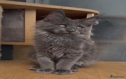 Maine Coon cats for sale: XL maine coon kittens Russia bloodlines Ready Now in Spalding - Image 11