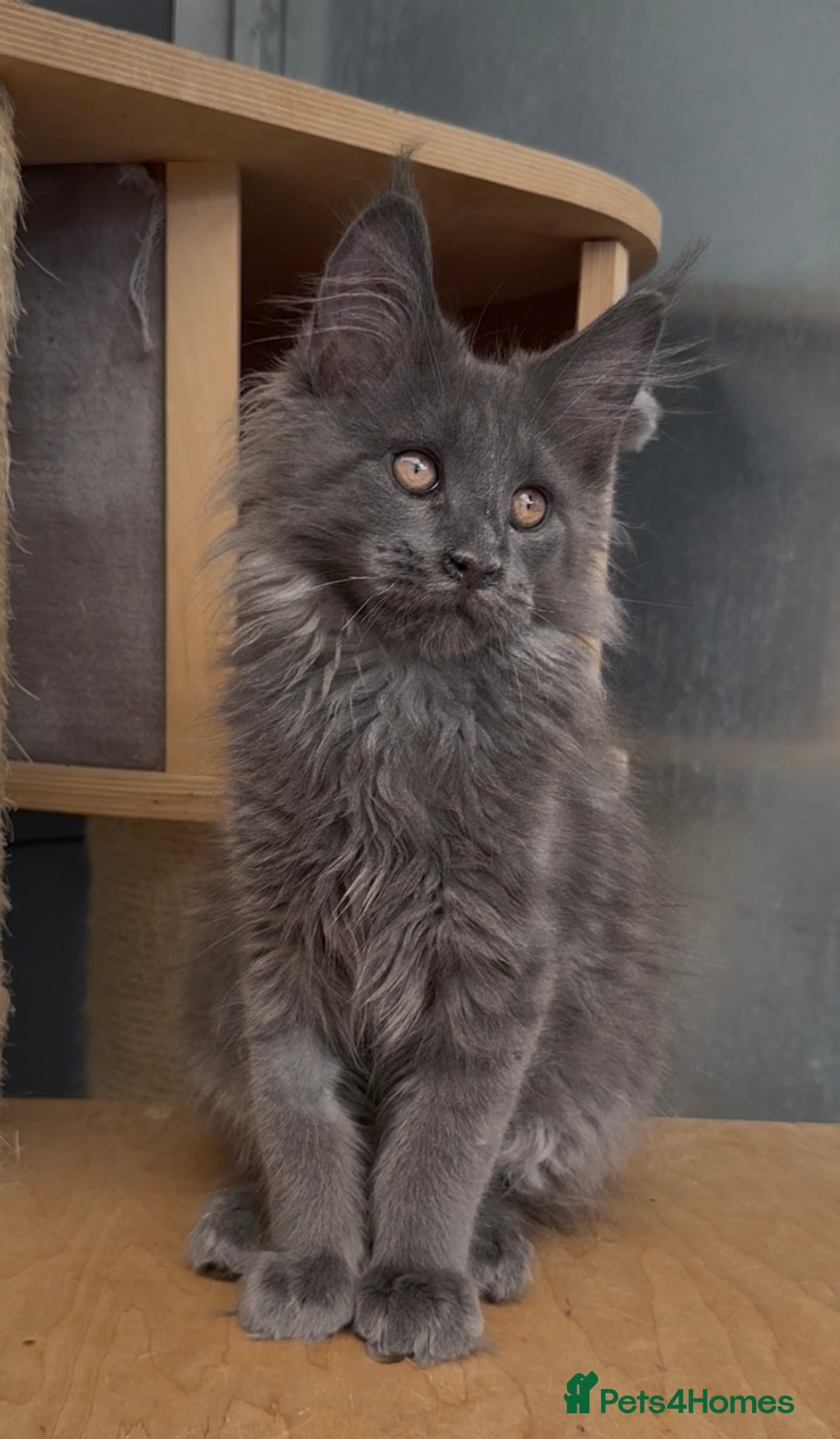 Maine Coon cats for sale: XL maine coon kittens Russia bloodlines Ready Now in Spalding - Image 11