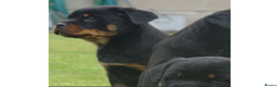 Rottweiler dogs for sale: Rottweiler Puppies KC Registered- Ready to Leave - Advert 8