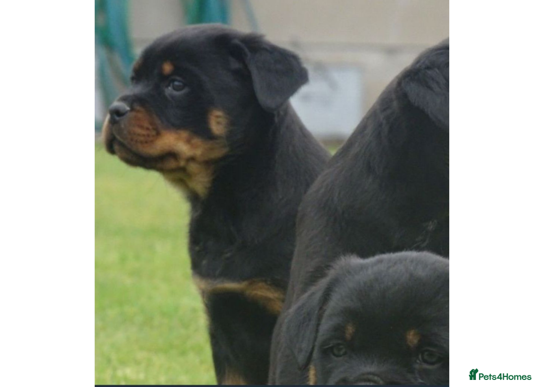 Rottweiler dogs for sale: Rottweiler Puppies KC Registered- Ready to Leave - Advert 8