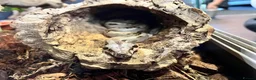 Boa Snake reptiles for sale: Hypo boa het leopard juvenile  - Advert 4