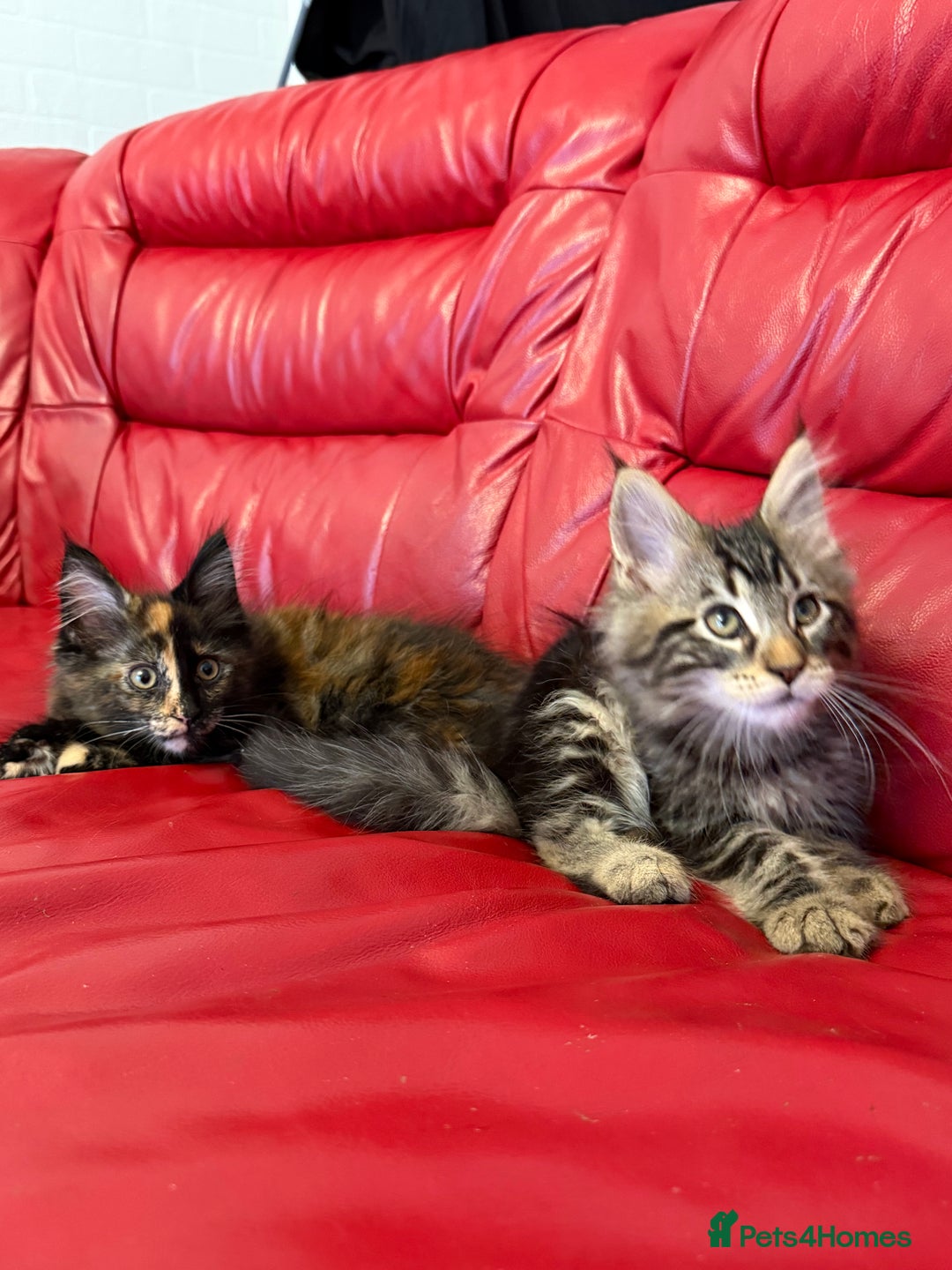 Maine Coon cats for sale: 3 LEFT NOW Purebred Maine Coon Kittens Blackburn - Image 9