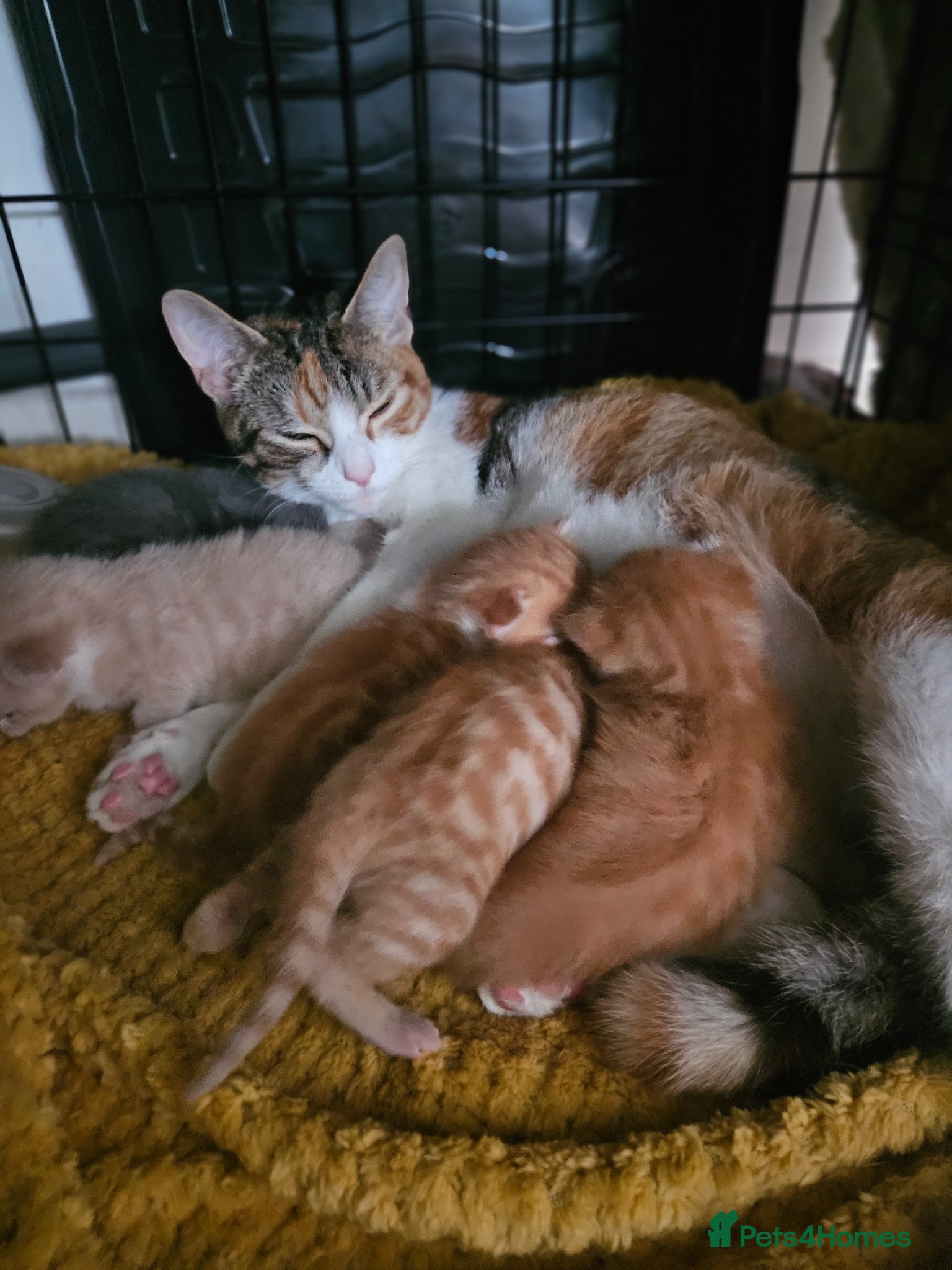 Mixed Breed cats Cream female kitten - Advert 4