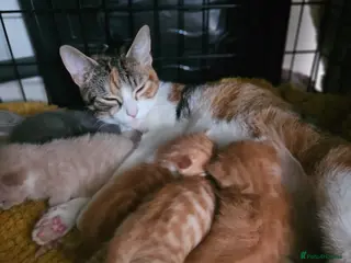 Mixed Breed cats Cream female kitten - Advert 4