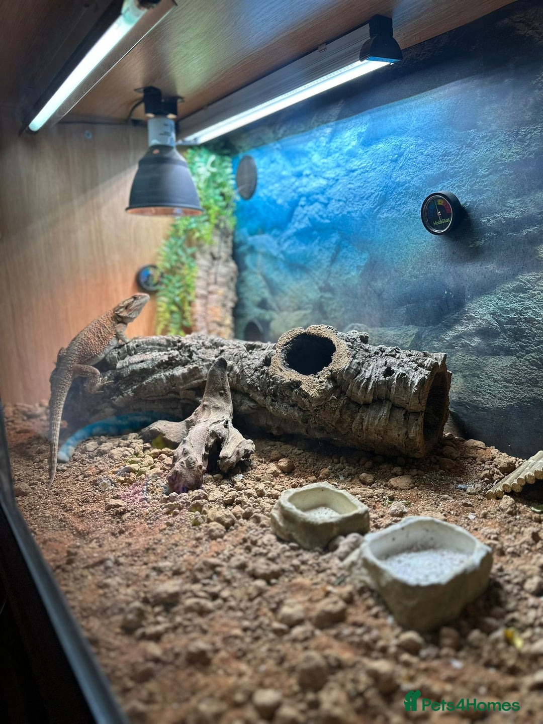 Bearded Dragon reptiles for sale: Bearded dragon for sale - Image 4