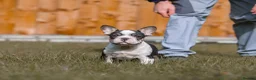 French Bulldog dogs for sale: QUALITY!! HEALTH CLEAR!! FRENCH BULLDOG PUPS!  in Durham - Advert 5