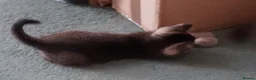 Mixed Breed cats for sale: Ragdoll X Scottish Straight Kittens in North Shields - Advert 6