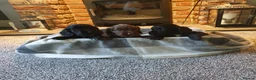 Cocker Spaniel dogs for sale: WORKING COCKER SPANIEL PUPPIES–EXCELLENT PEDIGREE - Advert 2