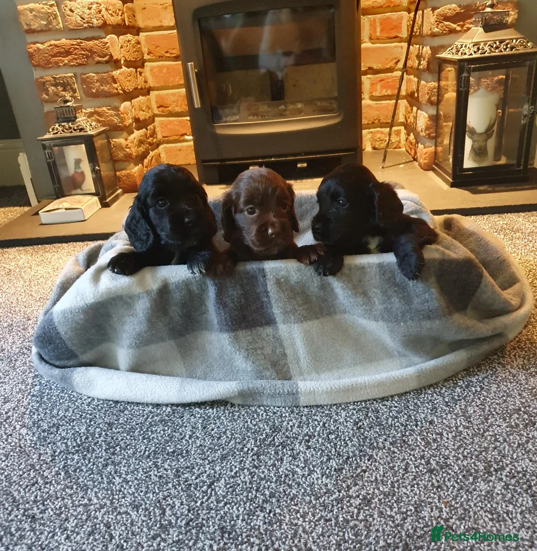 Cocker Spaniel dogs for sale: WORKING COCKER SPANIEL PUPPIES–EXCELLENT PEDIGREE - Advert 2