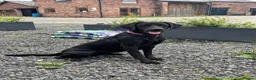 Labrador Retriever dogs for sale: 7 beautiful working Labrador puppies. in Warrington - Advert 26