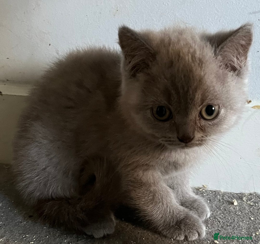 British Shorthair cats for sale: Stunning pure British shorthaired kittens - Image 11