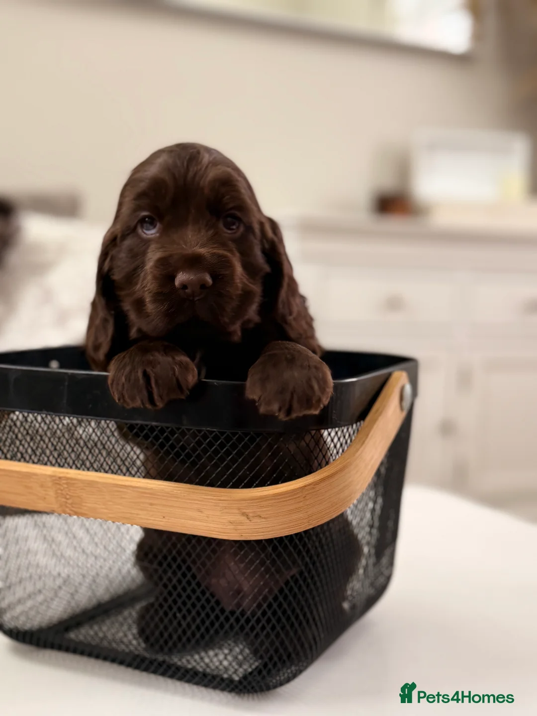 Cocker Spaniel dogs for sale: Show cocker spaniels  - Advert 6