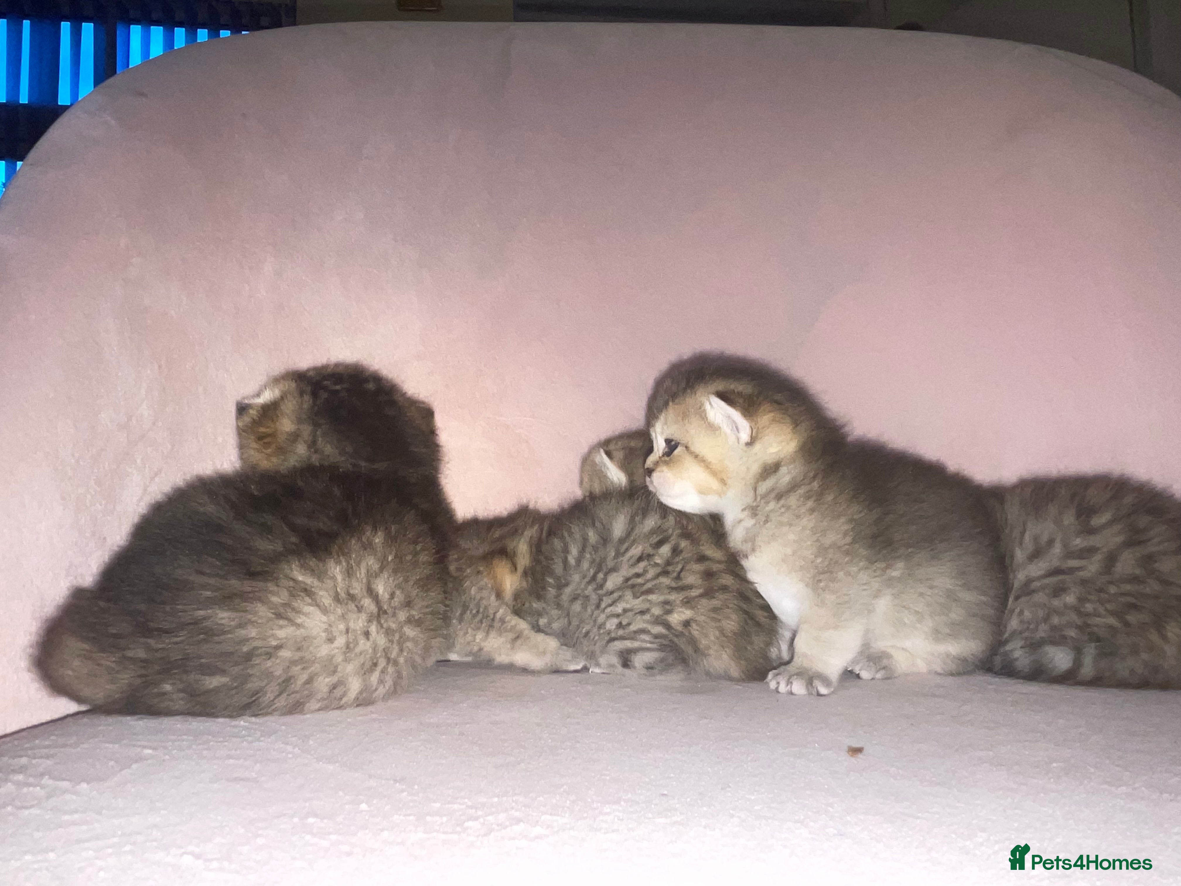 British Shorthair cats  Beautiful 😻 Golden british short hair - Advert 11