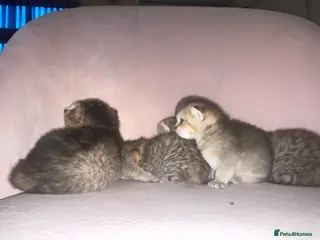 British Shorthair cats Beautiful 😻 Golden british short hair - Advert 11