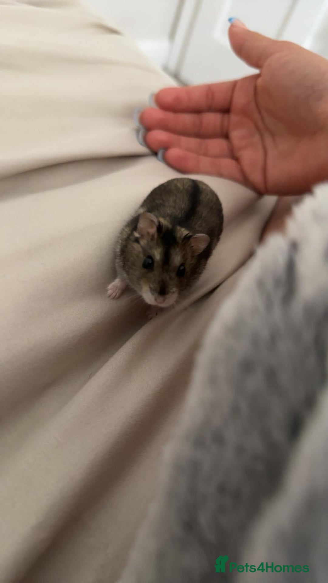 Hamster rodents for sale: Honey the hamster  - Advert 4