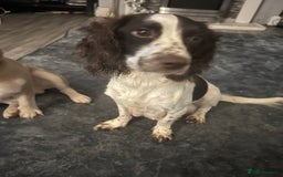 Mixed Breed dogs for sale: Sprocker x frenchie - Image 1